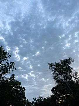 Rippling Altocumulus Clouds Framed by Tree Tops Stock Photos