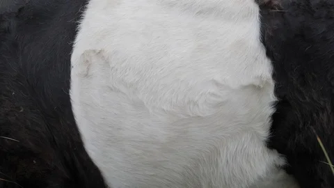 Rippling Beef - Closeup of Belted Galloway Cow - Black and White Fur Coat Vídeo Stock 119704377