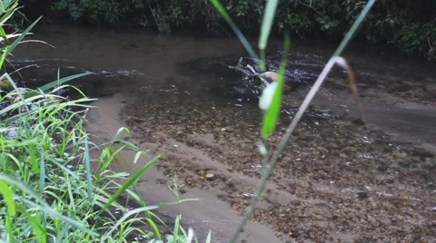 Rippling Brook 01 Stock Footage 53323812