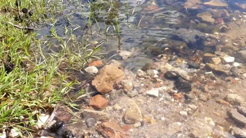 Rippling clear shallow water at the edge of a lake, with tadpoles swimming. Stock Footage 154255889