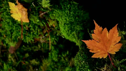 Rippling Forest Pond Reflections and Fall Colors Stock Footage 346196146