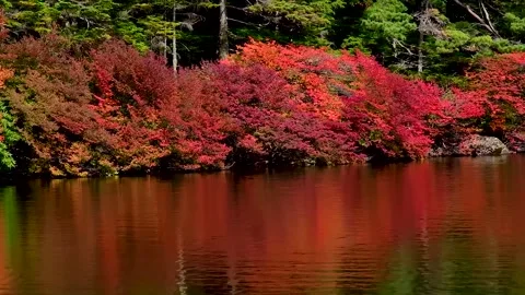 Rippling Forest Pond Reflections and Fall Colors Stock Footage 346196150
