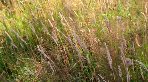 Rippling grass background Stock Footage 23497063