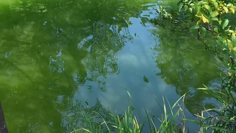 Rippling Green Lake Water Surface 4K Video Stock Footage 317097341