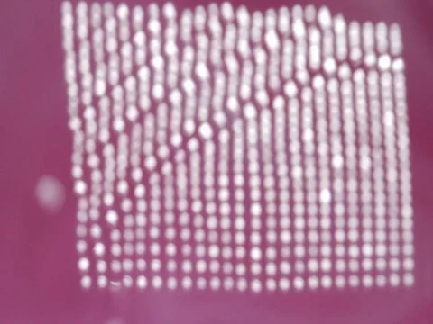 Rippling grid on a magenta background Stock Footage 78621194