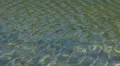Rippling lake shallows HD Footage