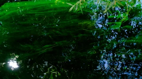 Rippling Lake Surface Video stock 270184373