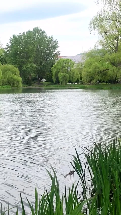 Rippling Lake Surface with Wind-Blown Grass, Vertical Video Stock Footage 338052369