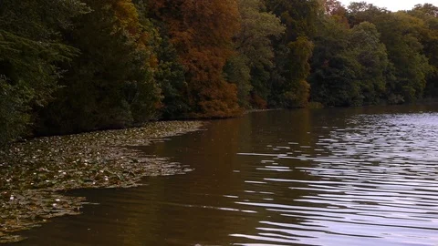 Rippling lake with trees in background. Stock Footage 99641526