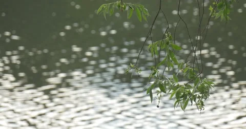 Rippling Pond, River, Flow, Green Trees Stock Footage 50864787