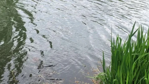 Rippling pond surface with grass swaying in the wind Stock Footage 338052367