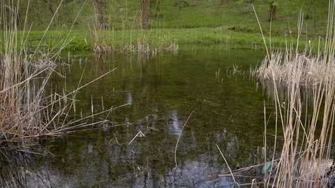 Rippling pond surface surrounded by green grass and trees Stock Footage 260091000