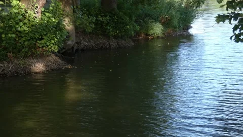 Rippling river bend with submerged tree roots 動画素材 339366304