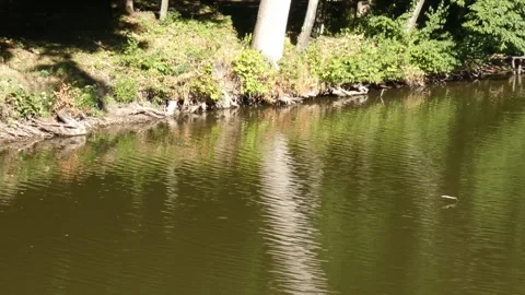 Rippling river water with submerged tree roots 動画素材 339357097