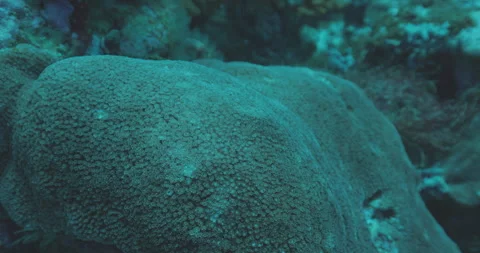 Rippling Soft Coral Stock Footage 280102336