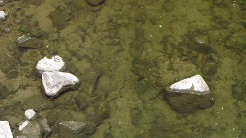 Rippling Stream and Swimming Fish 库存影片 332808533