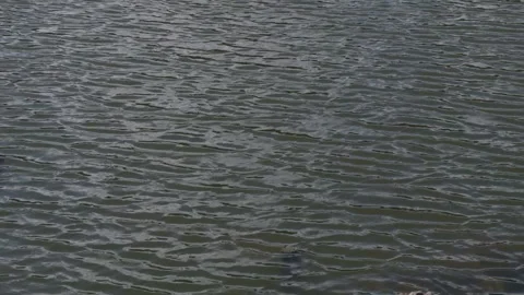 Rippling Temple Waters 스톡 동영상 316071200