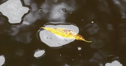 Rippling water and Fallen Leaf in Montreal River Interstate Falls Wisconsin Video stock 211385498