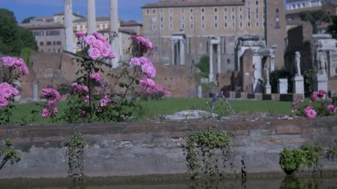 Rippling Water And Flower Reflection In The Roman Forum In Rome, Italy Stock Footage 155029934
