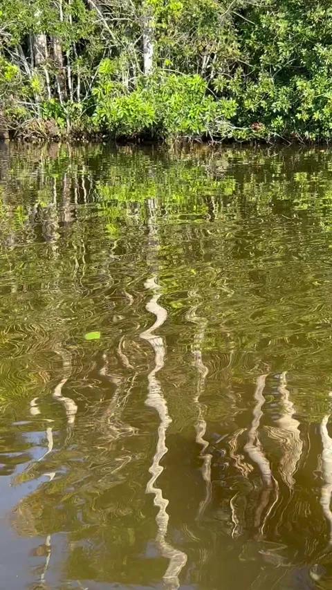 The rippling water creates a beautiful reflection of trees Stock Footage 312986767