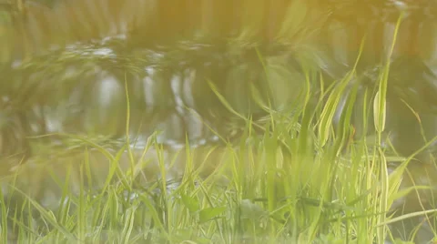 Rippling water Video stock 37098342