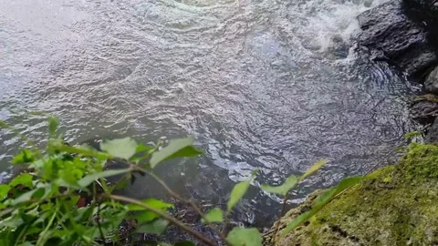 Rippling water in the foreground of greenery Stock Footage 219713629