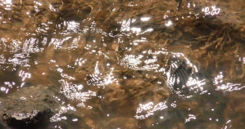 Rippling water light reflecting rays transparent mudrocks Stock Footage 87762904