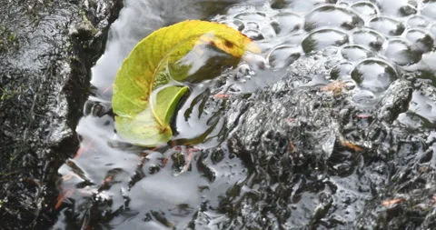 Rippling water over Curled Leaf in Montreal River Interstate Falls Wisconsin Video stock 211414625