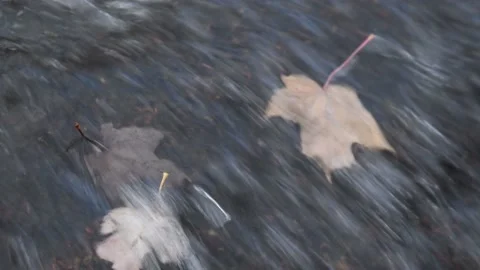 Rippling water over Fallen Maple Leaves in Potato River Foster Falls Wisconsin Stock Footage 232159333