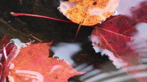 Rippling water over Fallen Maple Leaves in Potato River Foster Falls Wisconsin Stock Footage 232162461