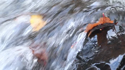 Rippling water over Fallen Maple Leaf in Potato River Foster Falls Wisconsin Stock Footage 232174423