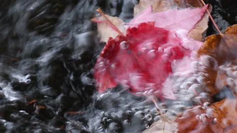 Rippling water over Fallen Maple Leaves in Potato River Foster Falls Wisconsin Stock Footage 232183756