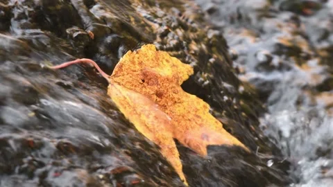 Rippling water over Fallen Maple Leaf in Potato River Foster Falls Wisconsin Stock Footage 232186919