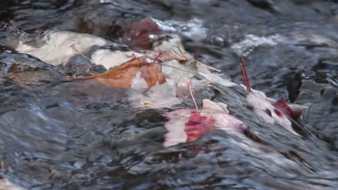 Rippling water over Fallen Maple Leaf in Potato River Foster Falls Wisconsin Stock Footage 232279089