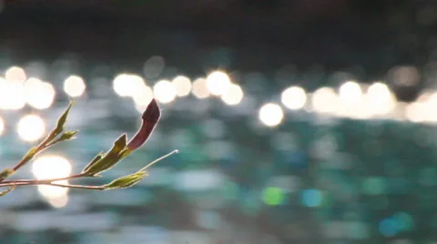 Rippling water in a pool, HD vdo. Stock Footage 57731345