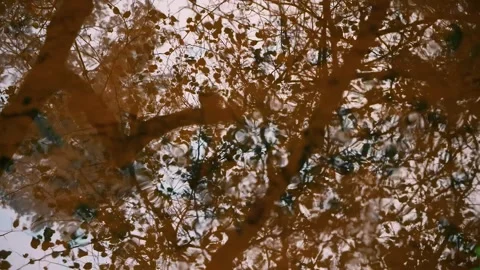 Rippling water reflection of fall tree branches and leaves Stockbeeldmateriaal 330450563