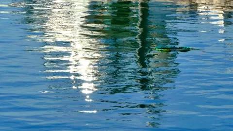 Rippling water reflections mesmerizing pattern of light and color Stock Footage 317520764