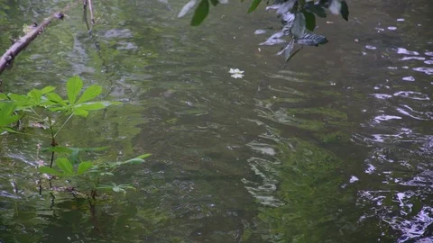 Rippling water from stream Vidéo 75494272