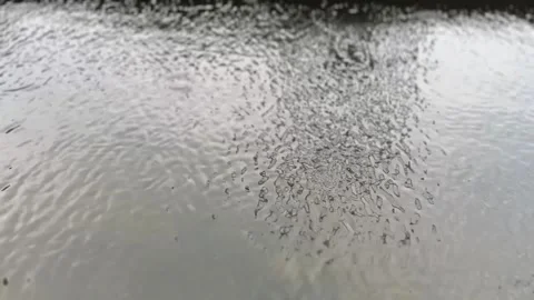 Rippling water surface during rainfall with concentric circles Stock Footage 312857074