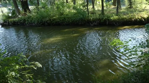 Rippling water surface near forest bank Stock Footage 339365191
