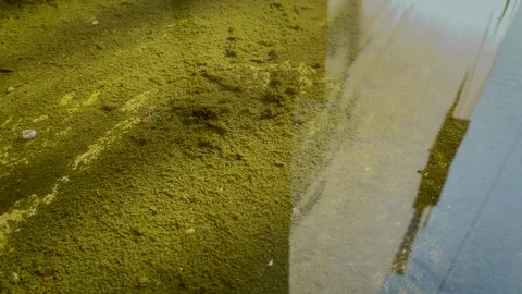 Rippling Water Surface Over Mossy Flooded Ground Stock-Footage 336848550