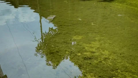 Rippling Water Surface Over Mossy Flooded Ground Stock-Footage 336848554