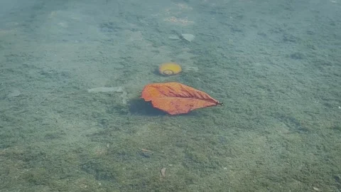 Rippling Water Surface Over Mossy Flooded Ground Stock-Footage 336848679