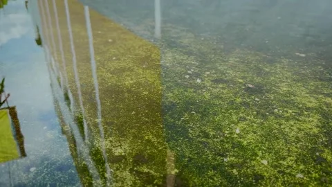 Rippling Water Surface Over Mossy Flooded Ground Stock-Footage 336848692