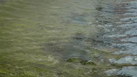 Rippling Water Surface Over Mossy Flooded Ground Stock-Footage 336848810