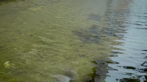 Rippling Water Surface Over Mossy Flooded Ground Stock-Footage 336848811