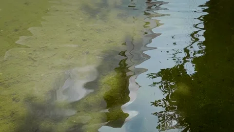 Rippling Water Surface Over Mossy Flooded Ground Stock-Footage 336848814