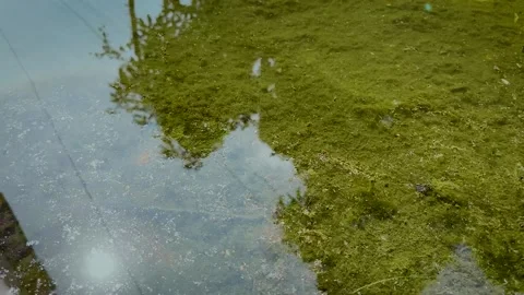 Rippling Water Surface Over Mossy Flooded Ground Stock-Footage 336848905
