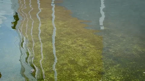 Rippling Water Surface Over Mossy Flooded Ground Stock-Footage 336848922