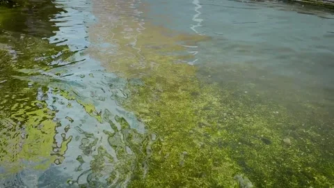 Rippling Water Surface Over Mossy Flooded Ground Stock-Footage 336848928
